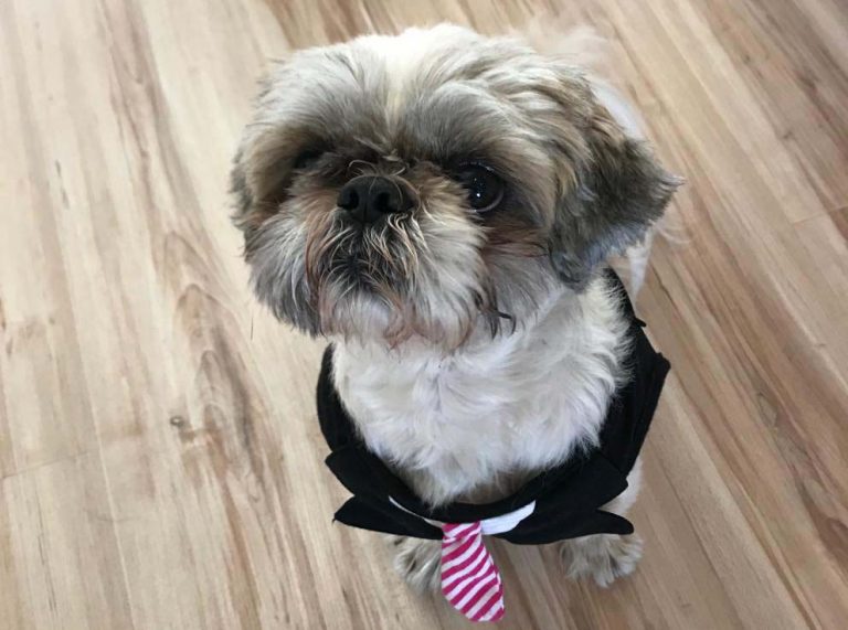 dog in a suit