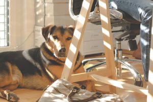 dog resting in the sun