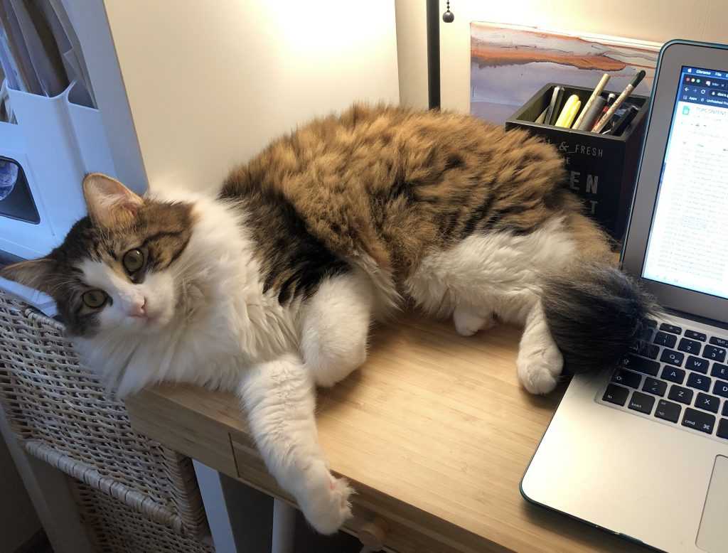 working-from-home-pet-cat